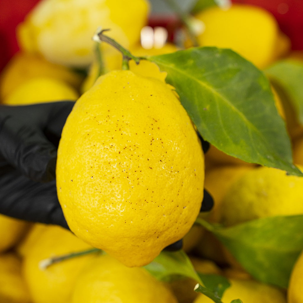 I Sottospirito al limoncello, soffici mini babà in barattolo da 400 g